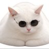 ChengyouXin profil fotoğrafı