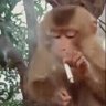 Profilbild von Carcinogenicos