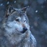 Lone Wolf's profile picture