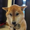 Profilbild von くるに