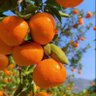 Profilbild von هریوای کهن
