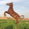 𝓜𝓞𝓗𝓐𝓜𝓜𝓔𝓓 profil fotoğrafı