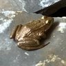@The REAL Pepe 的头像