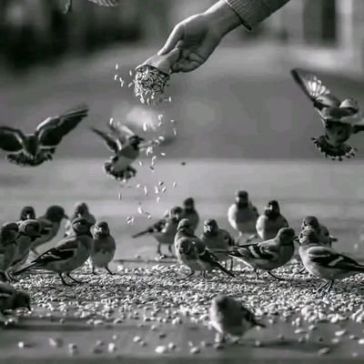 MahrAlbajl966's profile picture