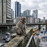 Betondschungelbewohner profil fotoğrafı