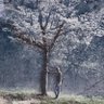 Фото профиля Under the Dogwood