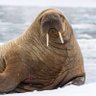 Walrus's profile picture