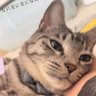 ねこ profil fotoğrafı