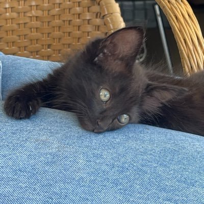 enila.'s profile picture