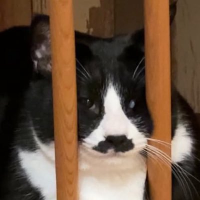 cokemusun's profile picture