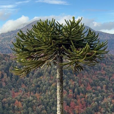 Carla Montserrat's profile picture