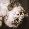 Profilbild von portefantasia