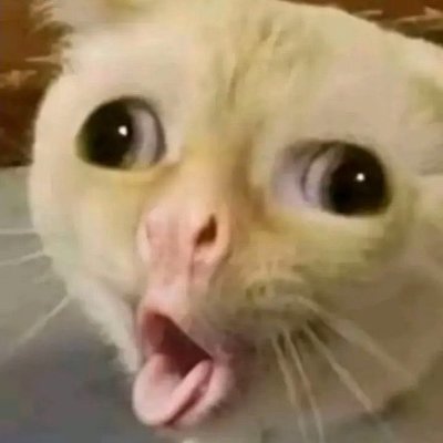 lori luciani's profile picture
