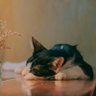 Фото профиля ねこ