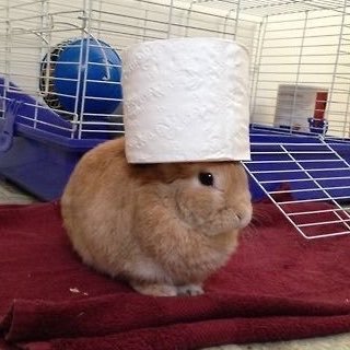 evilpoodle4ever's profile picture