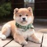岸本剛 profil fotoğrafı