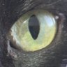 Фото профиля Gato