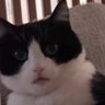 Roli's profile picture