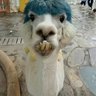 Profilbild von 密歇根