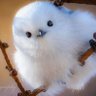 ぽよ🐈💛/✿'s profile picture