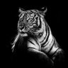 Profilbild von आबिद भाऊ 🪳