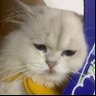 アビ's profile picture