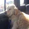 DoggoOfTheParallelUniverse 的头像