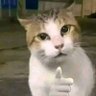 Profilbild von ash