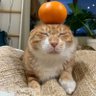 yea's profile picture