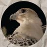 ابــو سُــلطان (ريدبيل)'s profile picture