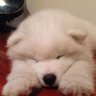diva's profile picture