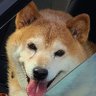 わんもあわんわん💙🍚's profile picture