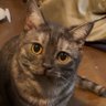 Profilbild von ジジ/ GIGI 🐈⬛