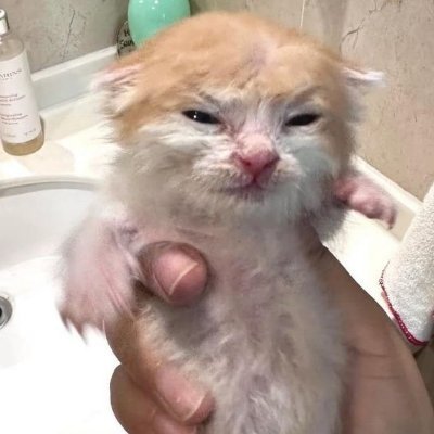 шоми's profile picture