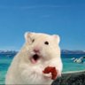 ぽん's profile picture