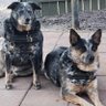 Dingo Dogs 🏜️🇺🇸's profile picture