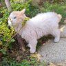 yonatan joel herrera (Awwducational)'s profile picture