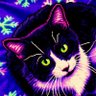 Dono Squat's profile picture