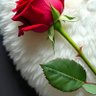 Фото профиля love