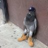 Profilbild von adidas elitist
