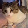 Otter's profile picture
