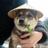 大香蕉 profil fotoğrafı