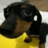 Profilbild von silly boy