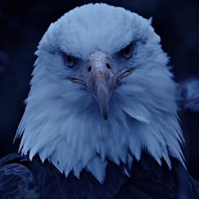 لوی افغانستان's profile picture
