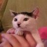 Mushu profil fotoğrafı