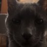 mazz profil fotoğrafı