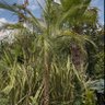 Chad profil fotoğrafı