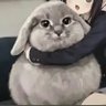 我草莓招了's profile picture