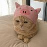 waddles 的头像