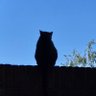 Musti profil fotoğrafı